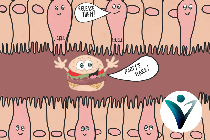 GLP-1 interaction with L-cells